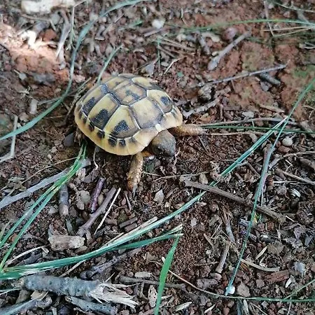 Villanova Apartamento Poreč